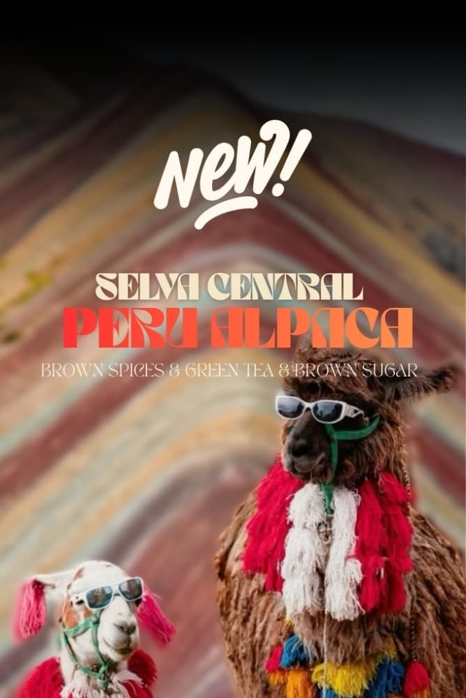 SELVA CENTRAL PERU ALPACA