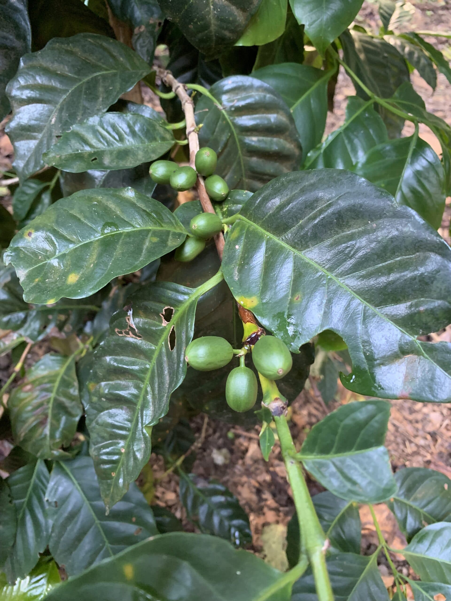 Siberia – Pacamara – Espresso