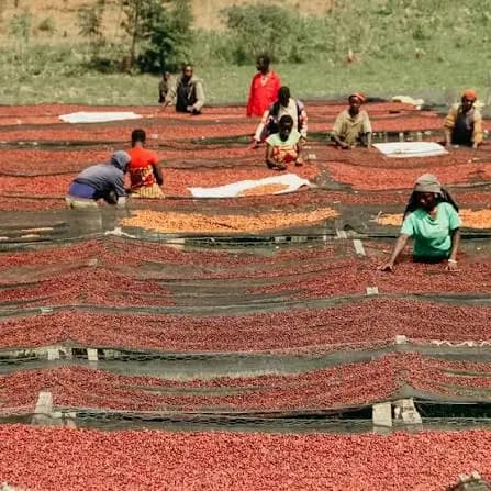 Burundi Red Bourbon Natural