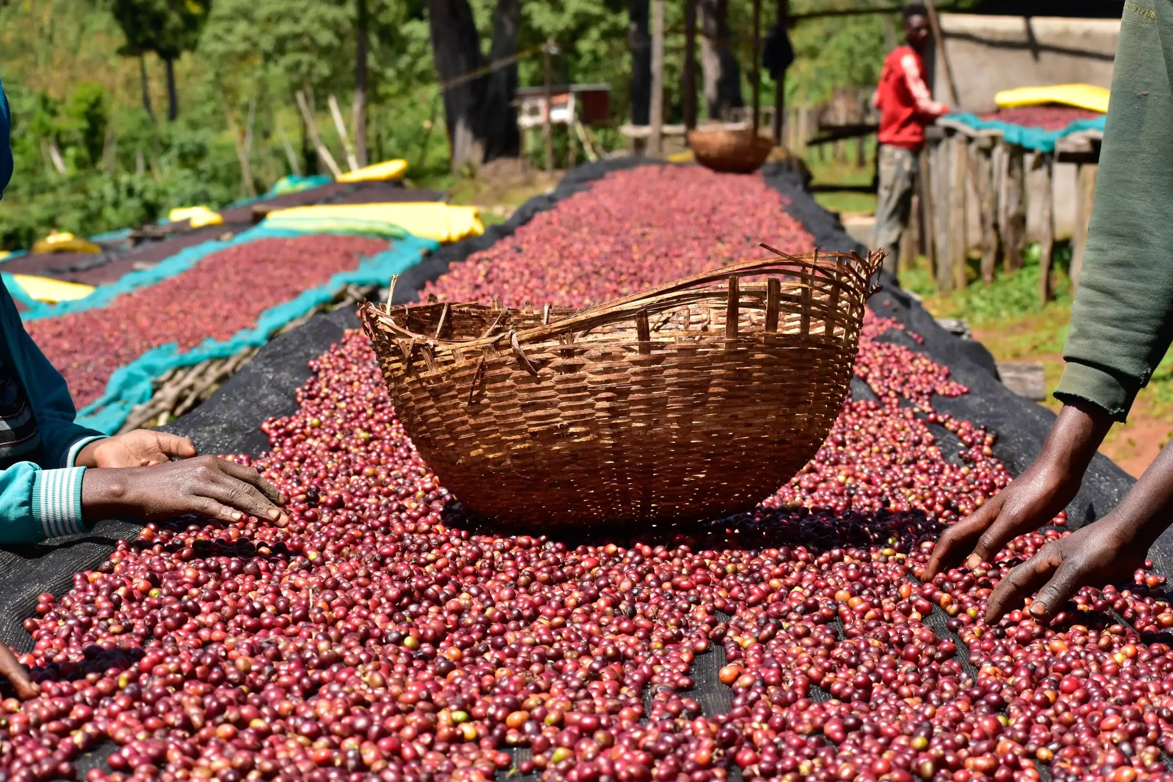 Ethiopia Yirgacheffe Gr.1 Kochere