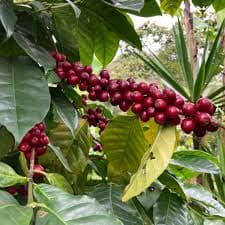 Mexico Decaf