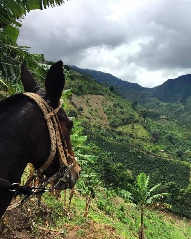 Colombia / La Claudina / Natural